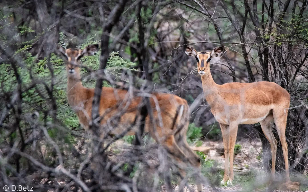 Ausrottung folgt vor dem Verständnis