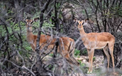 Ausrottung folgt vor dem Verständnis