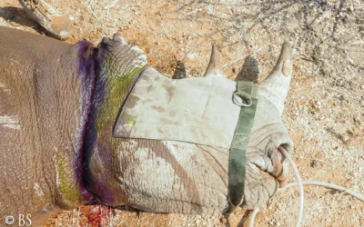 Tödliches „Recycling“